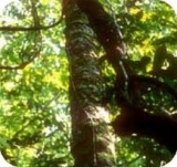 Aniba rosaeodora